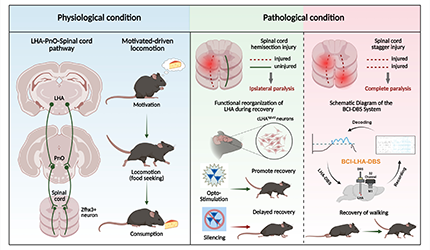 李毅組合作揭示下丘腦-腦橋-脊髓通路激活促進小鼠運動啟動與脊髓損傷功能恢復機制研究
